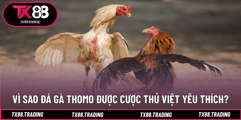 Sức hấp dẫn đến từ tính minh bạch và kịch tính